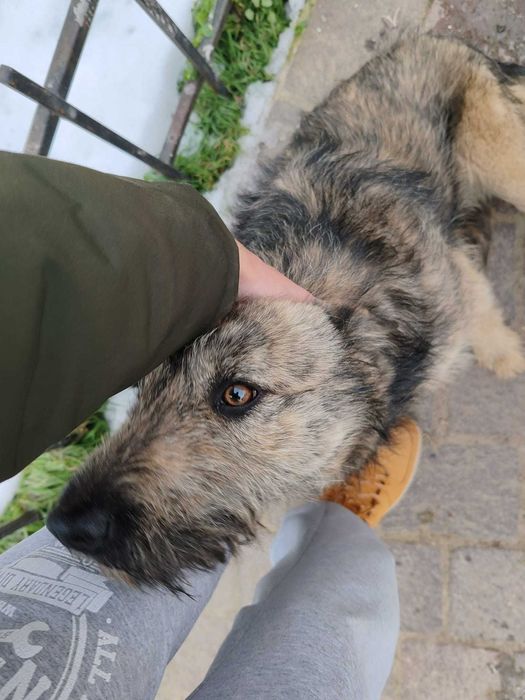 Suru își caută familie - cățeluș prietenos pentru adopție