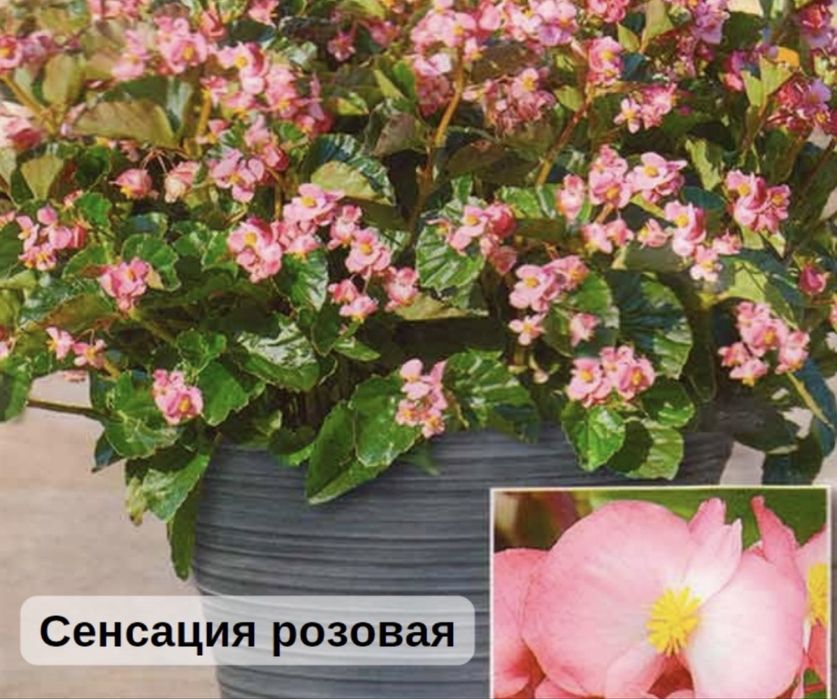 Вечноцветущие бегонии