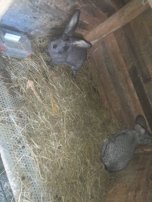 Vând iepuri uriaș german.