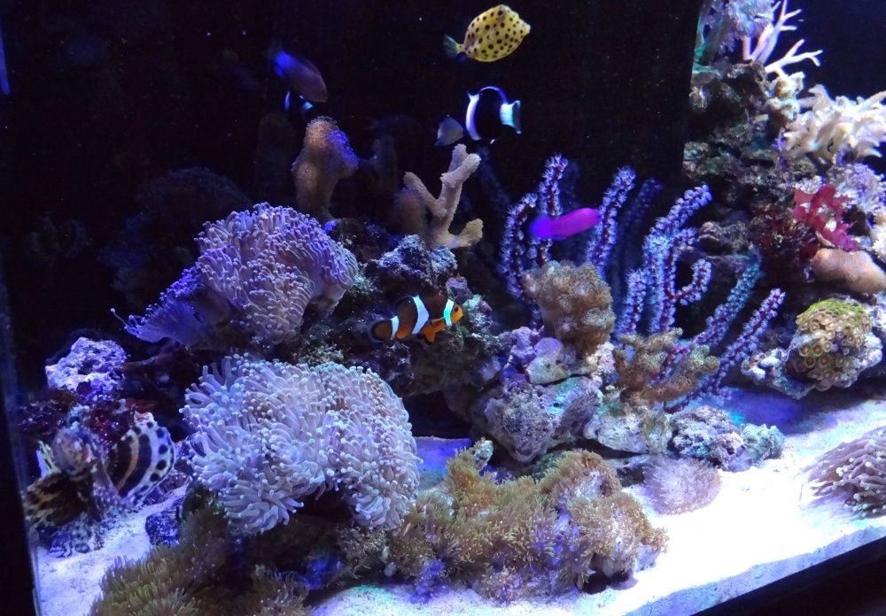 LED Cree Epistar цветни 1-100W,380-780nm изработка осветлениe аквариум