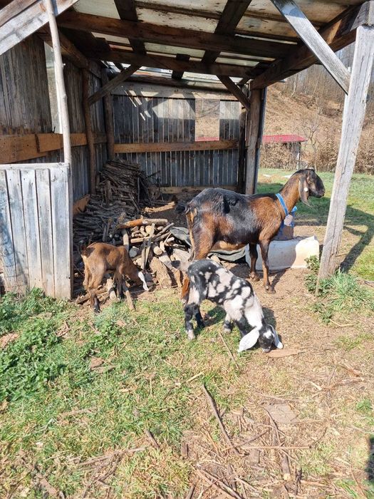 Țapi Anglo Nubian cu certificat de origine