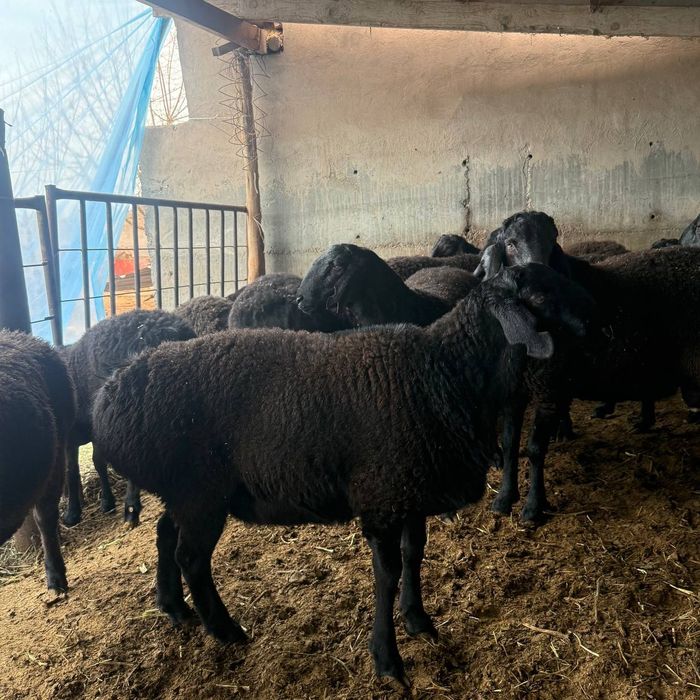 Nasli Hisori qo‘y bor. Surxandaryo qo'yi