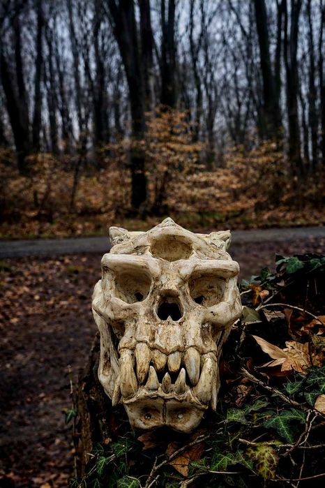 3D реалистичнни черепи модели. Dark fantasy, goth