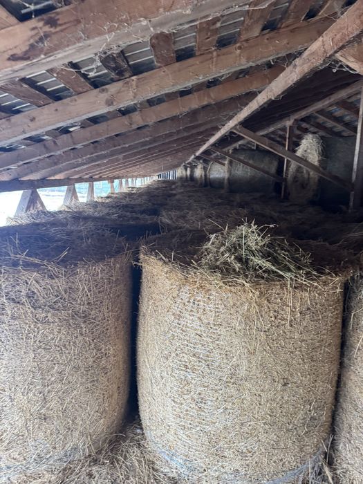 Baloti lucerna 3/4 /5coasa