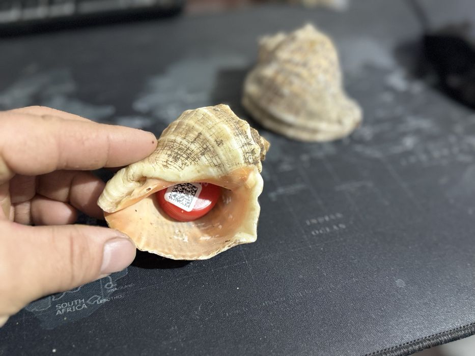 Dengiz rakushkalari Морские ракушки