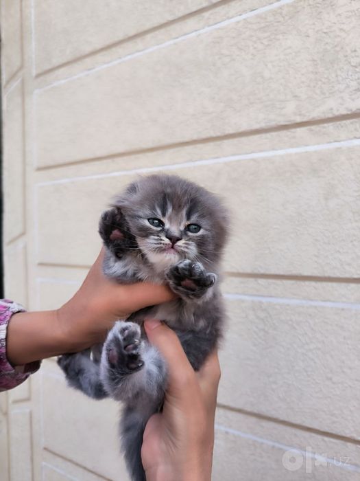 Котёнок на продажу   Мушучамиза сотилади