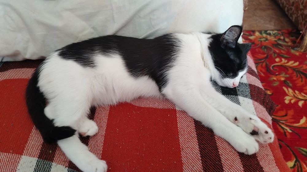 Отдам чудесных котят в добрые руки
