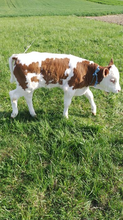 Vând vițel de o luna