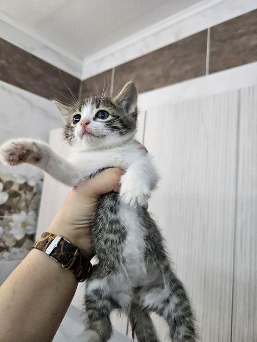 Котята девочки в добрые руки