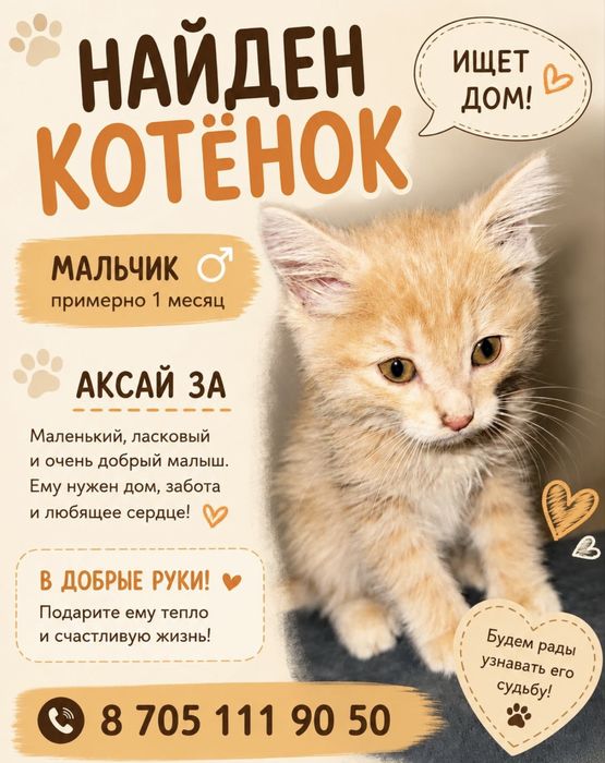 Котенок ищет дом