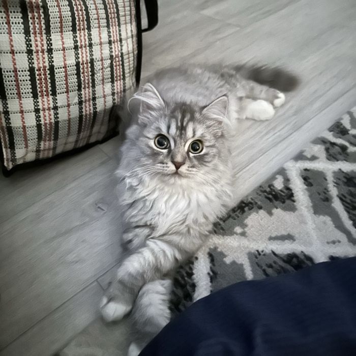 Кошка бесплатно ..