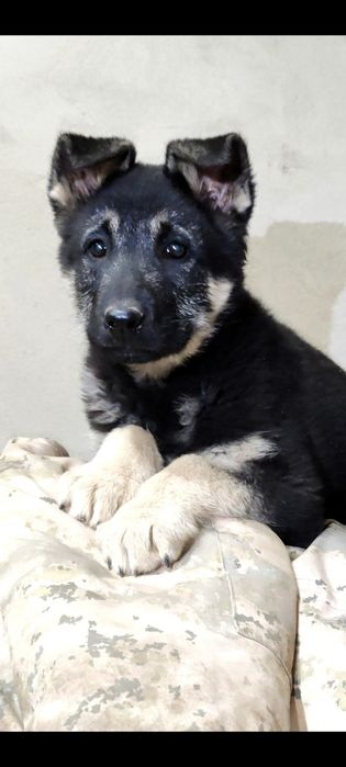 Подрощенная девочка ВЕО шоу класса