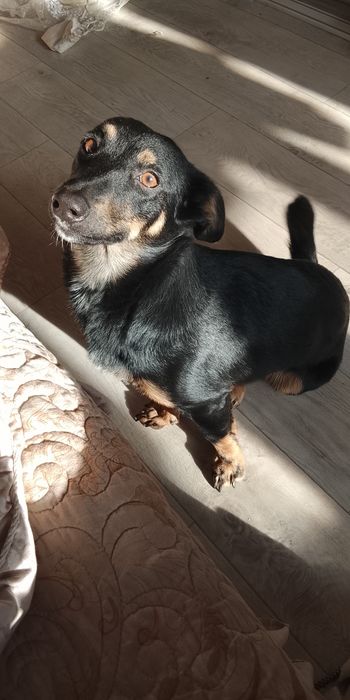 Дарю в добрые руки