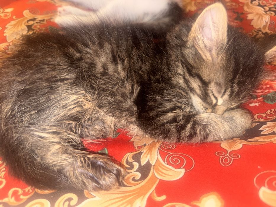 Отдам в добрые руки котят! Игривые, веселые. 3 девочки один мальчик,
