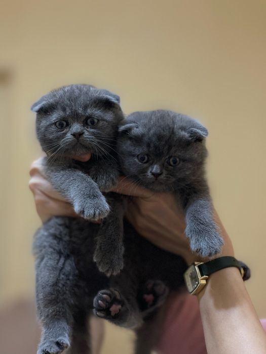 котято 3 самки 1 самец чистакровние отец фолд мама страйт