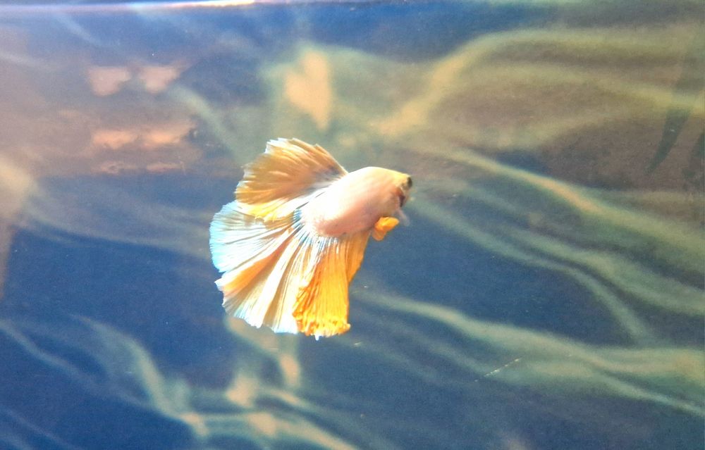 Петушок самец окрас