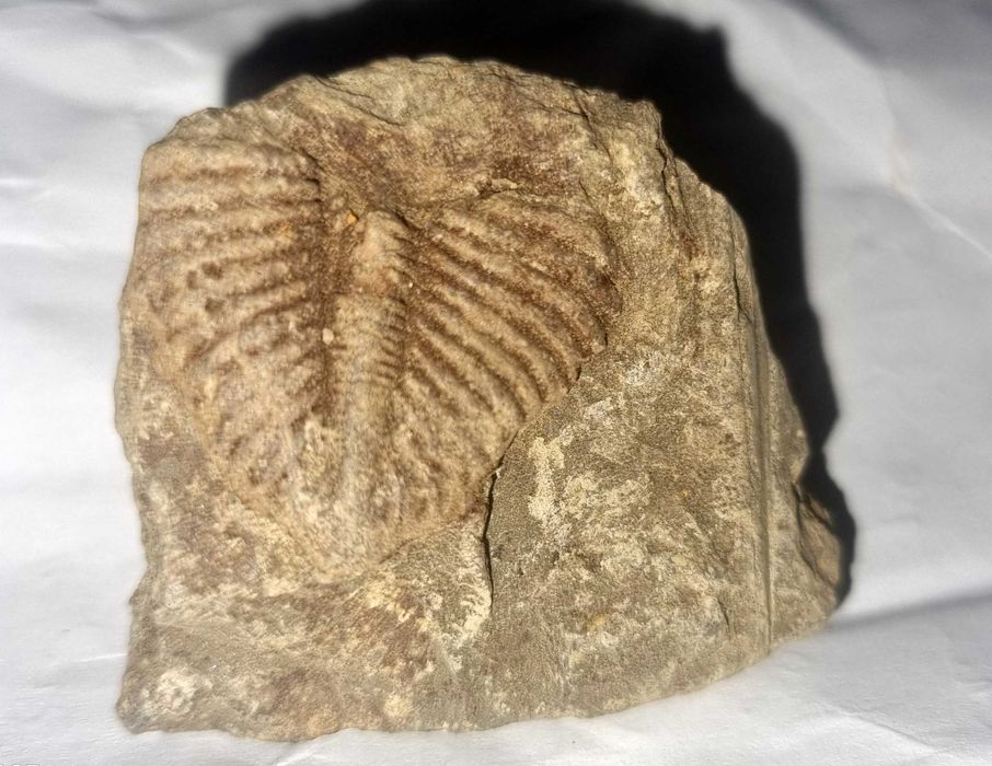 Fosila Trilobit din Silurian