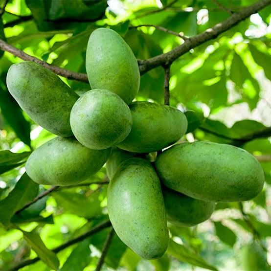 Banana nordului ( pawpaws)