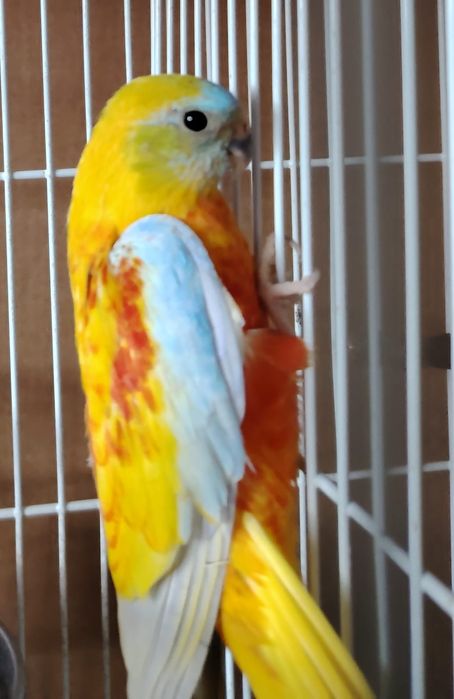 Papagalii diferite specii