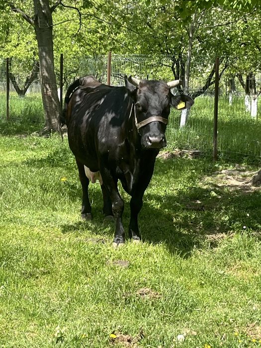 Vand vaca de lapte