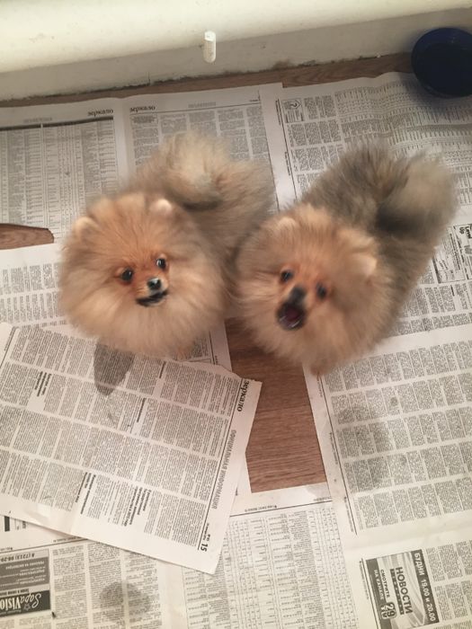 померанские шпицушки