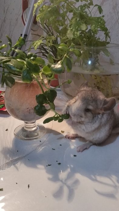 Шиншиллы декоративные