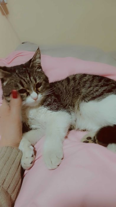 Котик 1 год помесь с шотландской вислоушкой