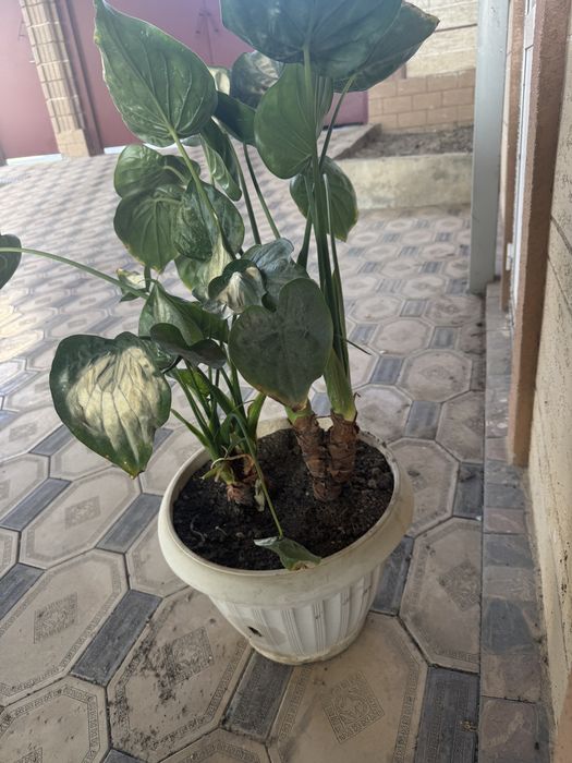 Продам  цветы дешевл