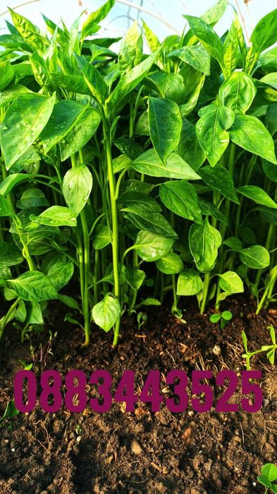 Ранни домати разсад