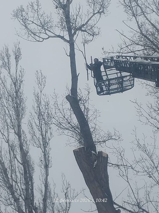 Спил деревьев агаш кесемиз