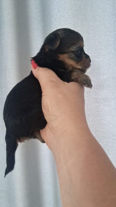 Йоркширский терьер девочка