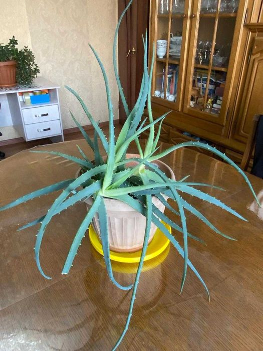 Алоэ комнатное растение