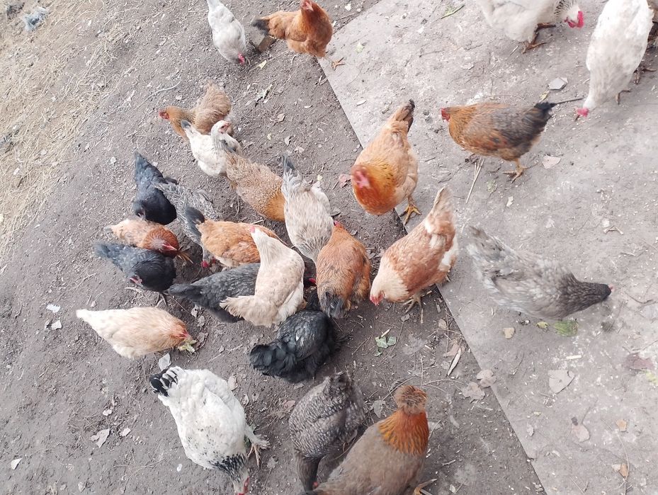 Куры Тауыктар...