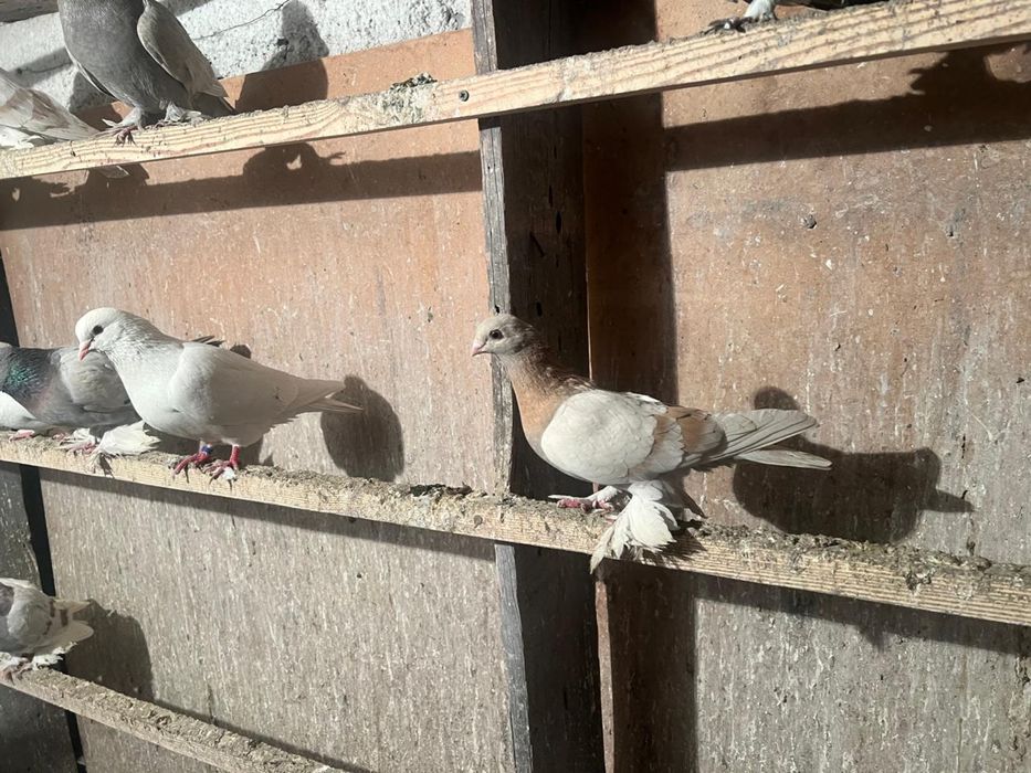 Продам голубку тасман