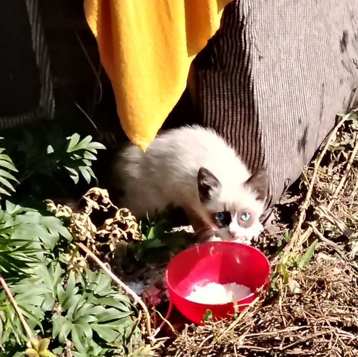 Котенок двухмесячный