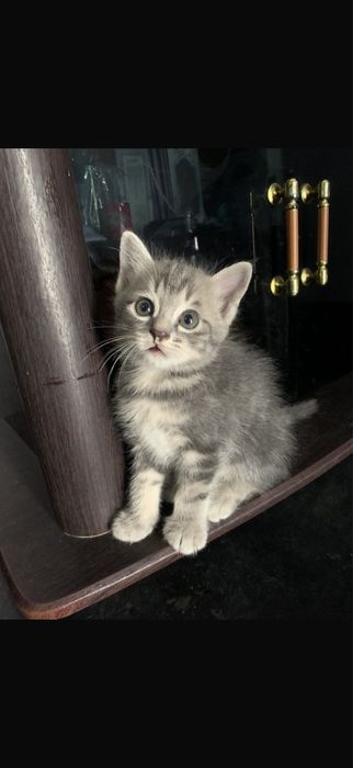 Бесплатный котёнок