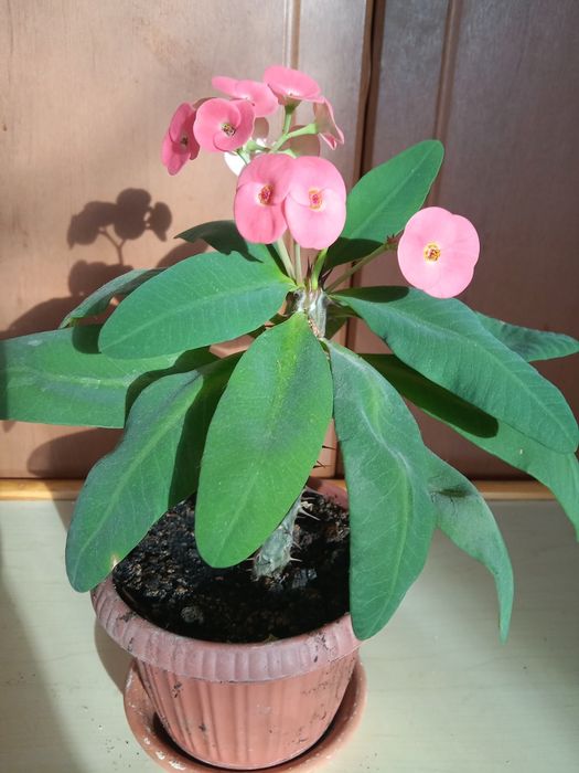 Продам. Молочай. Цветущий