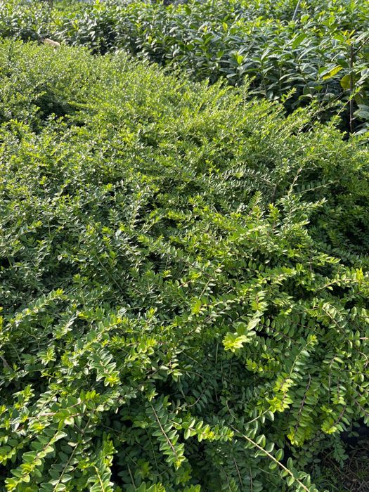 Lonicera Nitida gard viu