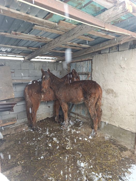 Продам тайчики по 10 мес