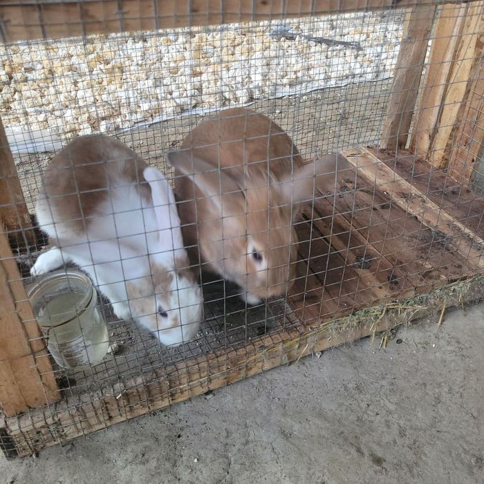 Кролики мальчик и девочка