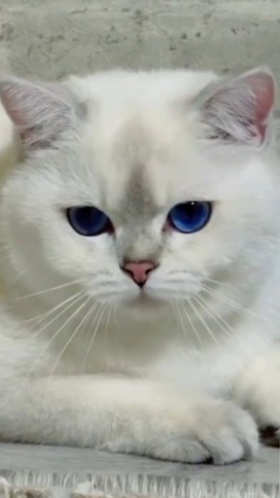 Британский мальчик дорогим окрасом