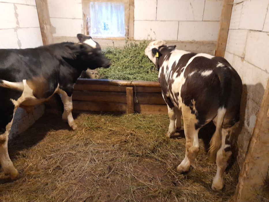 Vind doi taurasi 180 200 kg unul belgian si unul baltat pe negru