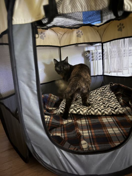 манеж для животного с крышей