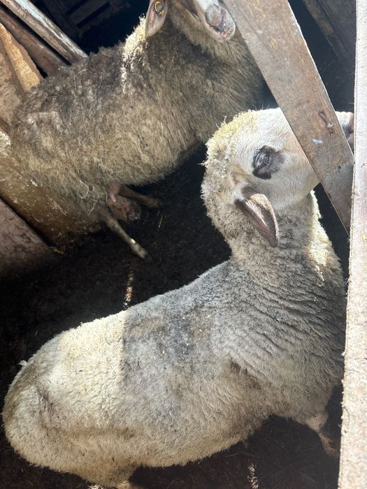 Агнета за Великден и георговден