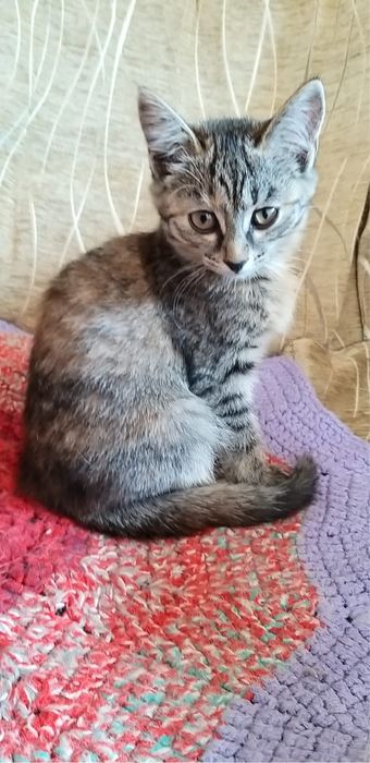 Отдам любящему хозяину очаровательных, милых котят