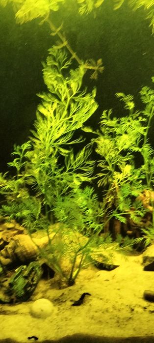 Аквариумные растения