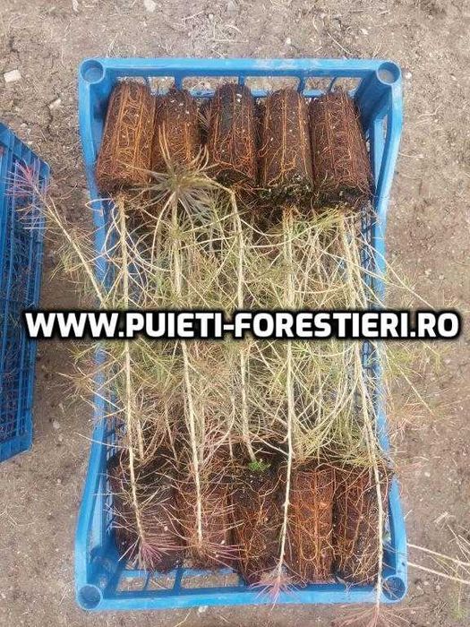 Puieti containerizati larice (Larix decidua) apti de plantat