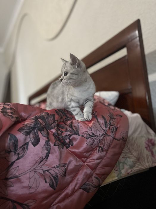 Продаю кошку шотландец