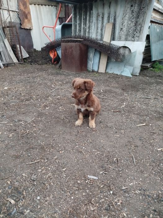 Подарю двух красивых щенков девочек.