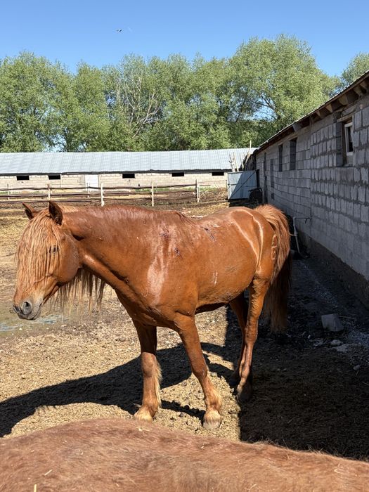 Лошадь кабыла с жеребенком и жеребец